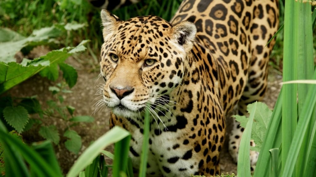 Reopening information Dartmoor Zoo