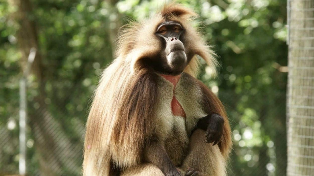 Three new male geladas welcomed