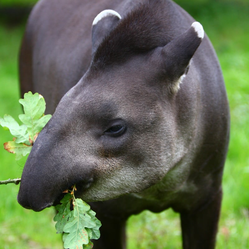 Animals - Dartmoor Zoo