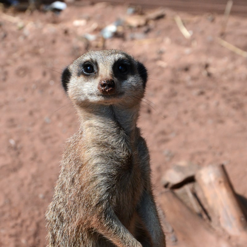 Experiences Dartmoor Zoo