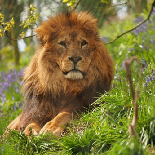 Experiences Dartmoor Zoo