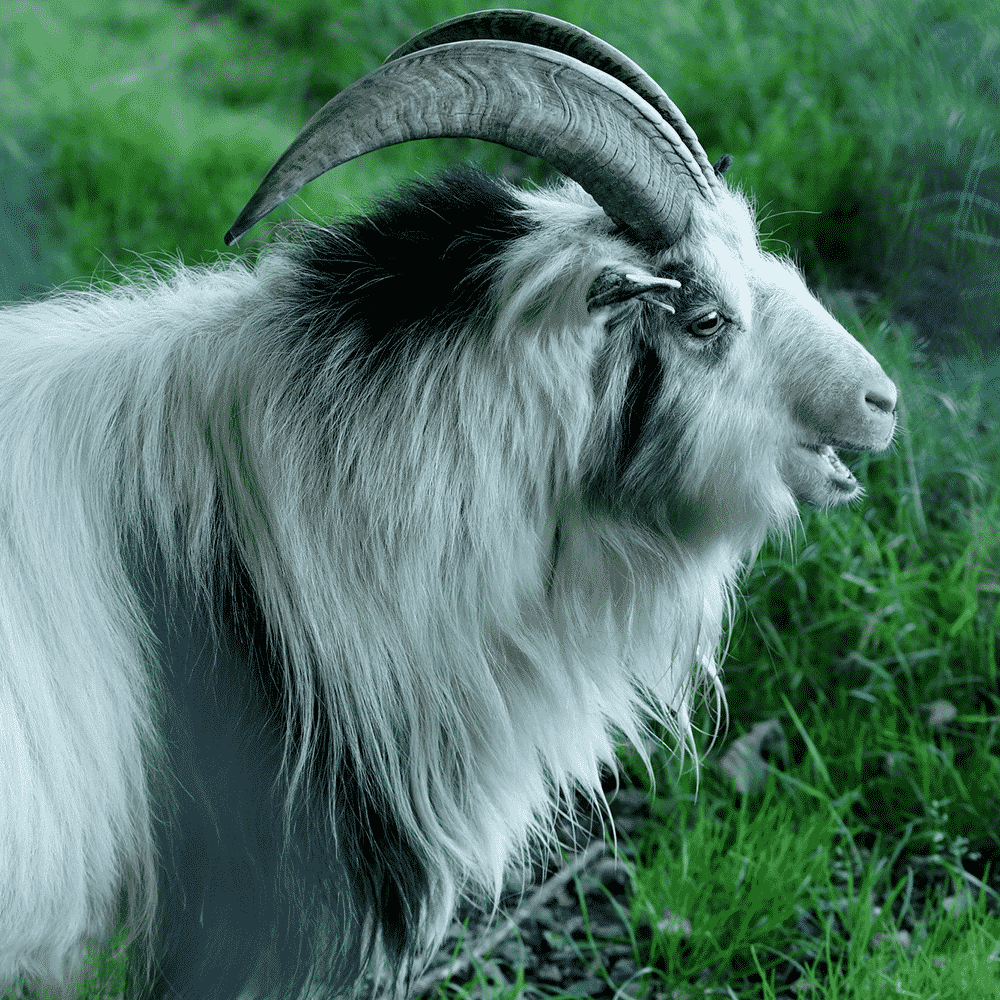 African Pygmy Goat - Dartmoor Zoo