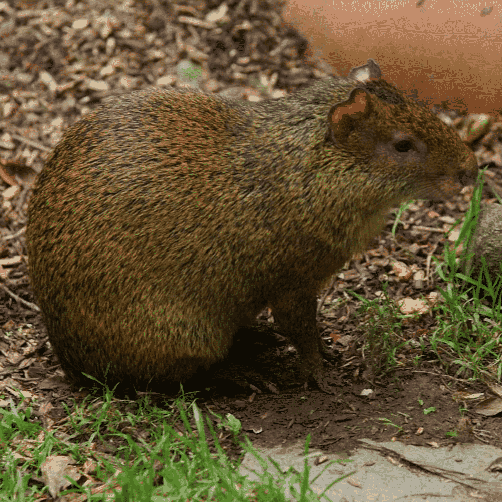 Animals - Dartmoor Zoo