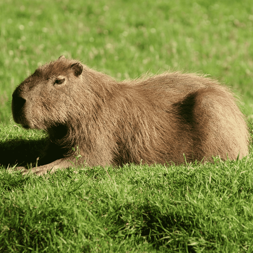 Capybara rock rust фото 12