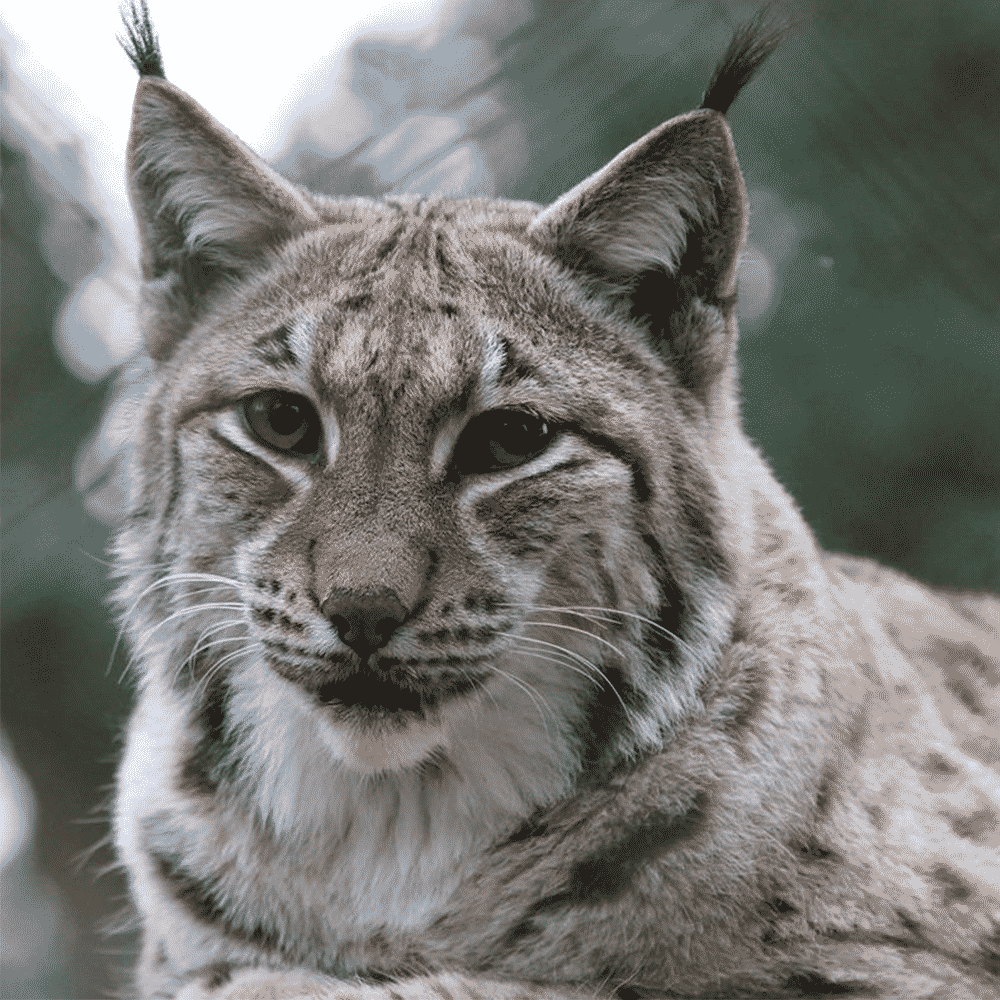 Meet the Lynx (for two people) - Dartmoor Zoo