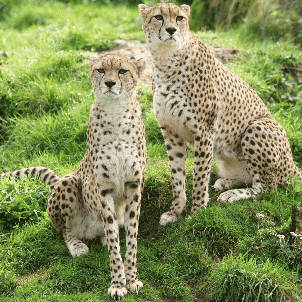 Cheetah Dartmoor Zoo cheetah-dartmoor-zoo