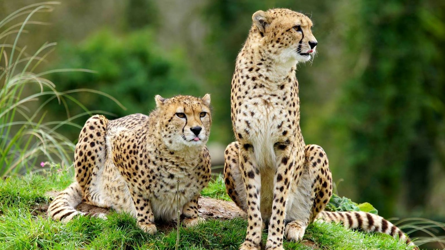 Tickets & prices Dartmoor Zoo