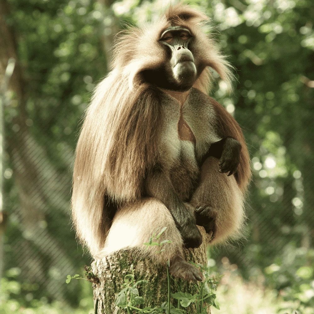 Dartmoor's Pygmy Forest