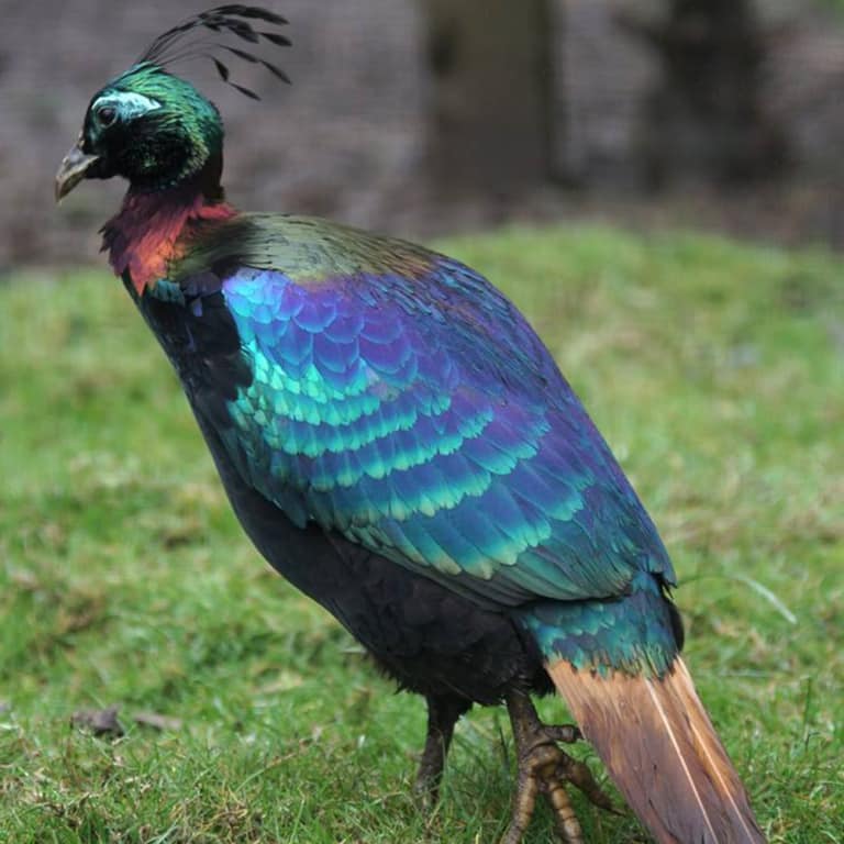 Himalayan Monal Pheasant Dartmoor Zoo