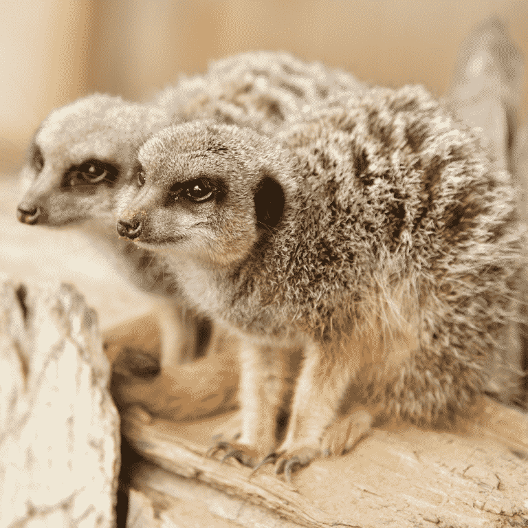 SlenderTailed Meerkat Dartmoor Zoo