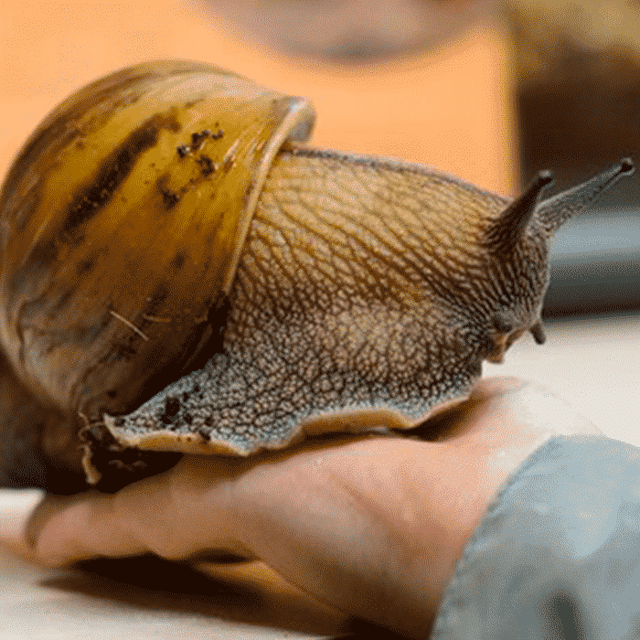 Tiger Land Snails Dartmoor Zoo