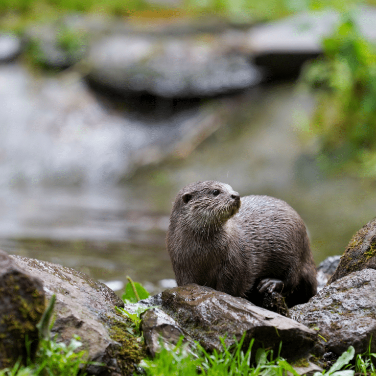 Experiences Dartmoor Zoo