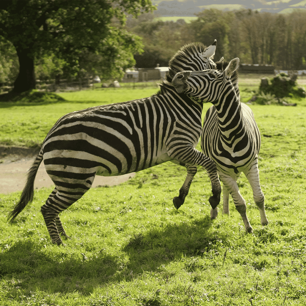 Animals - Dartmoor Zoo