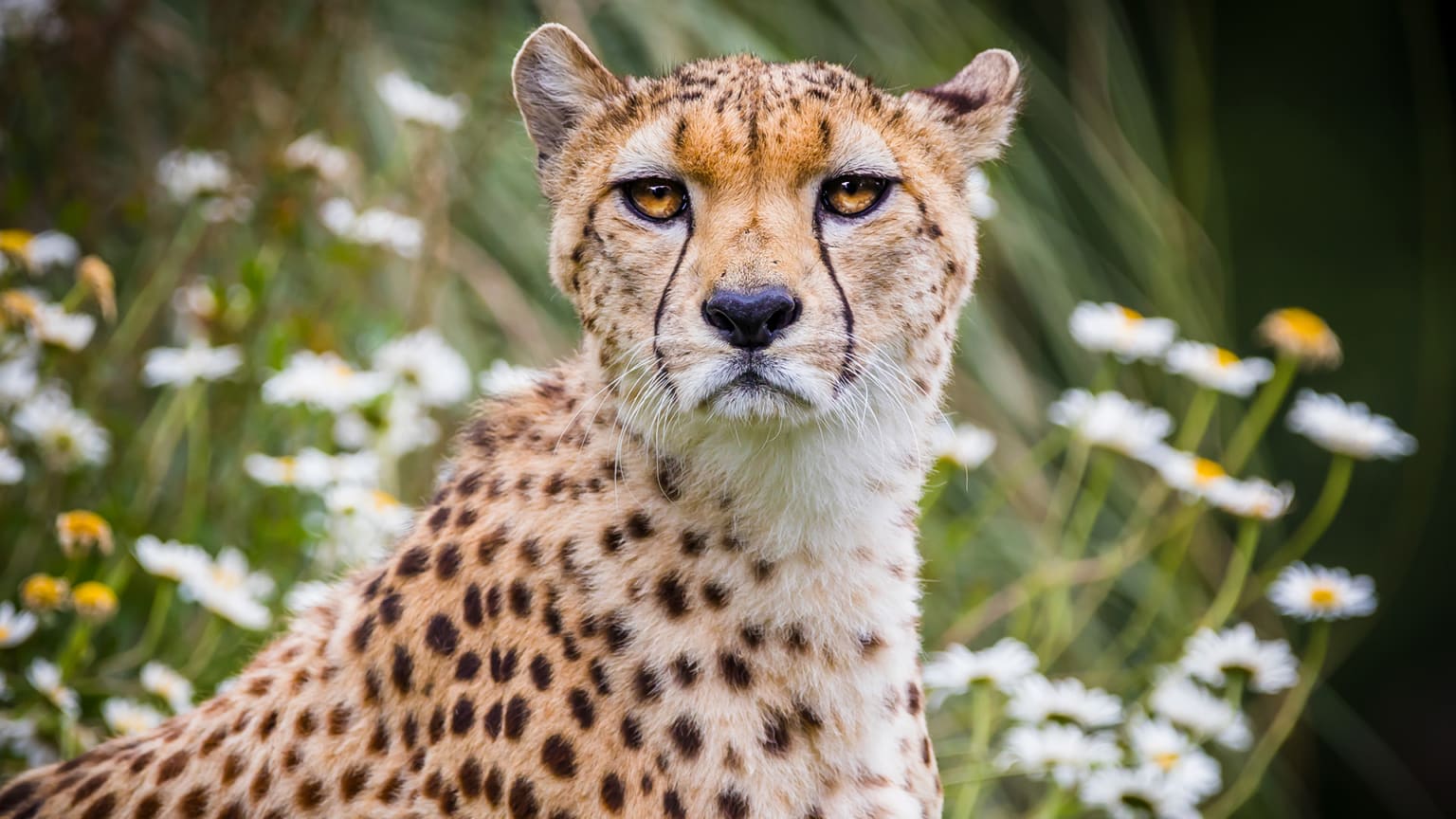 Your visit Dartmoor Zoo