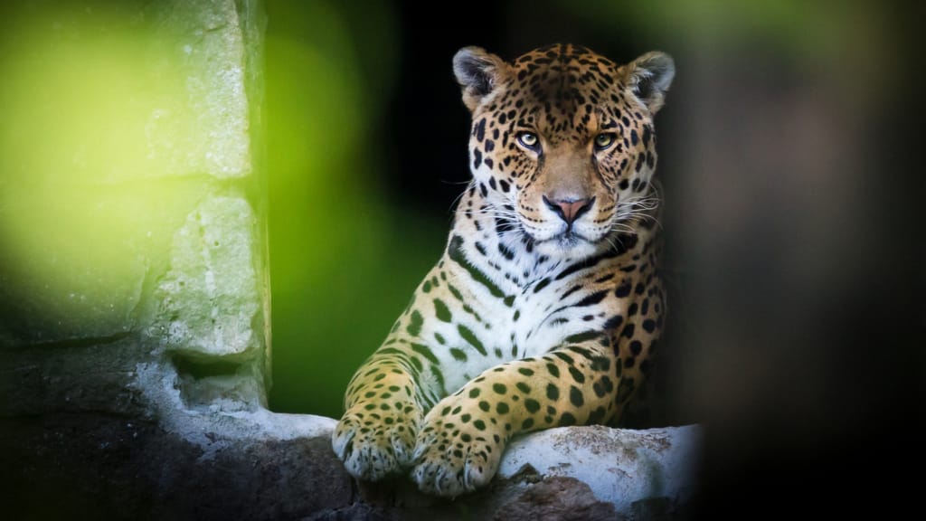 About us Dartmoor Zoo