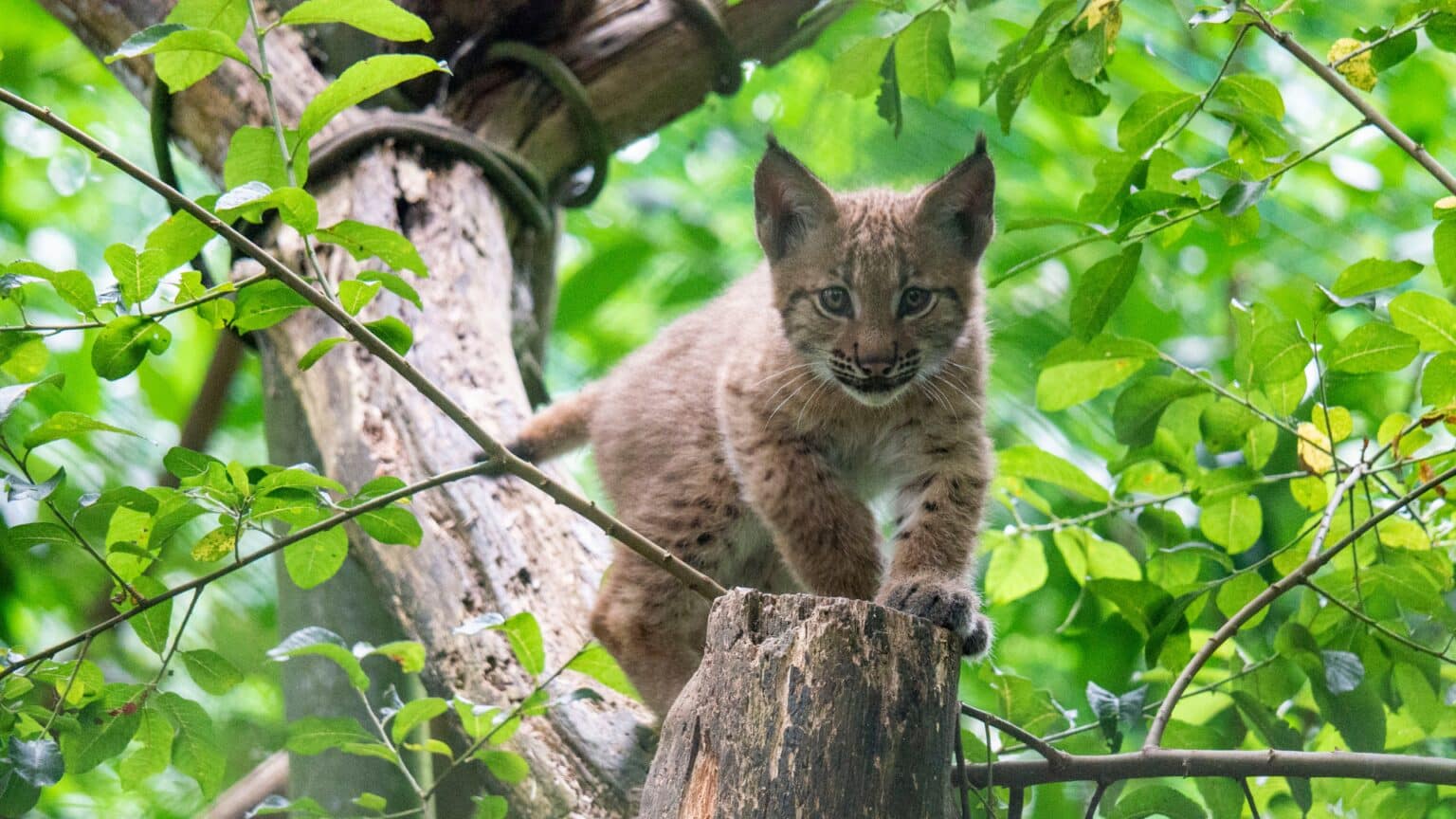 Your visit Dartmoor Zoo