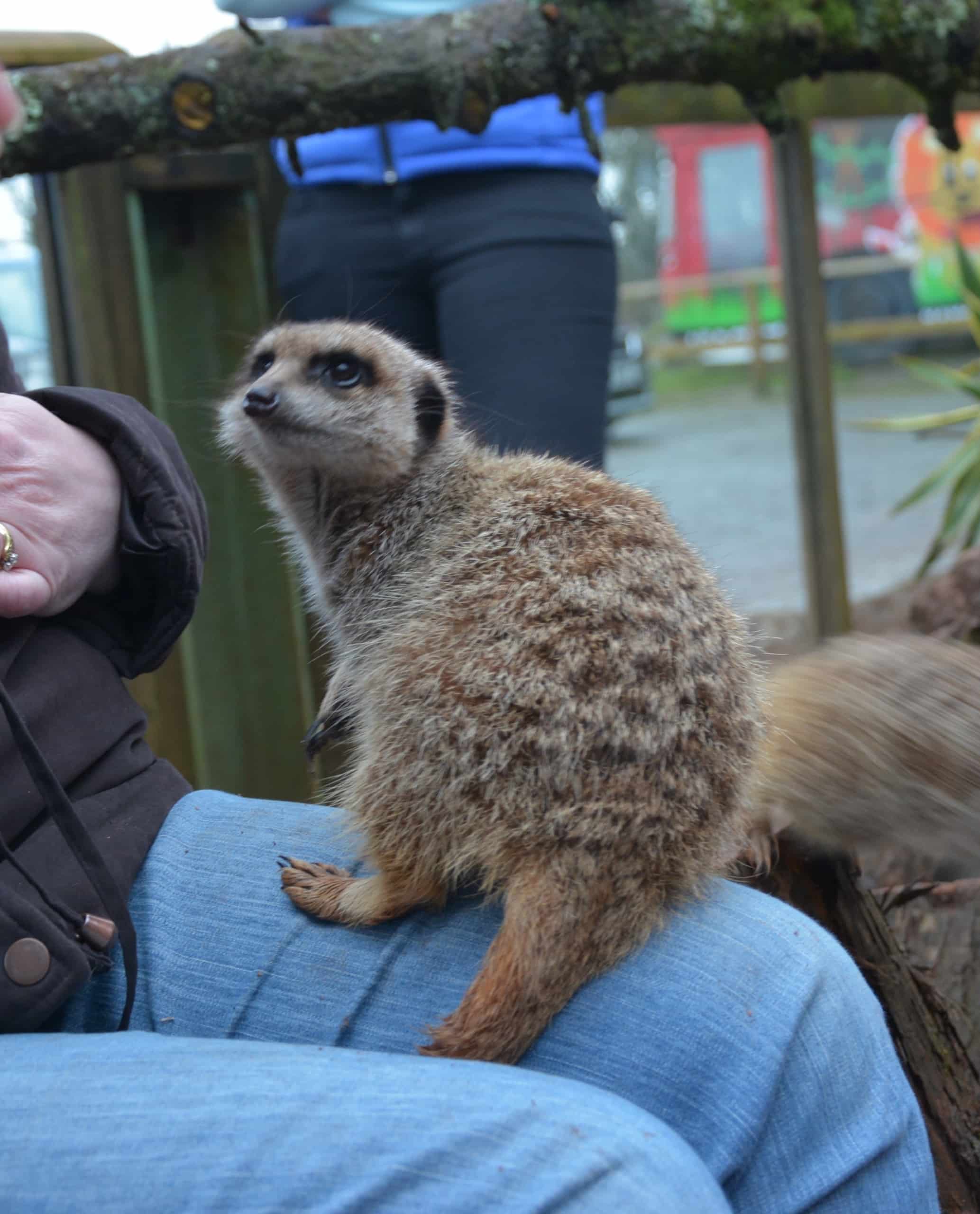 Meet the Meerkats Dartmoor Zoo