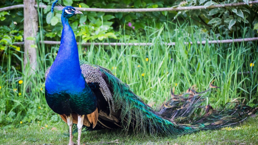 About us Dartmoor Zoo