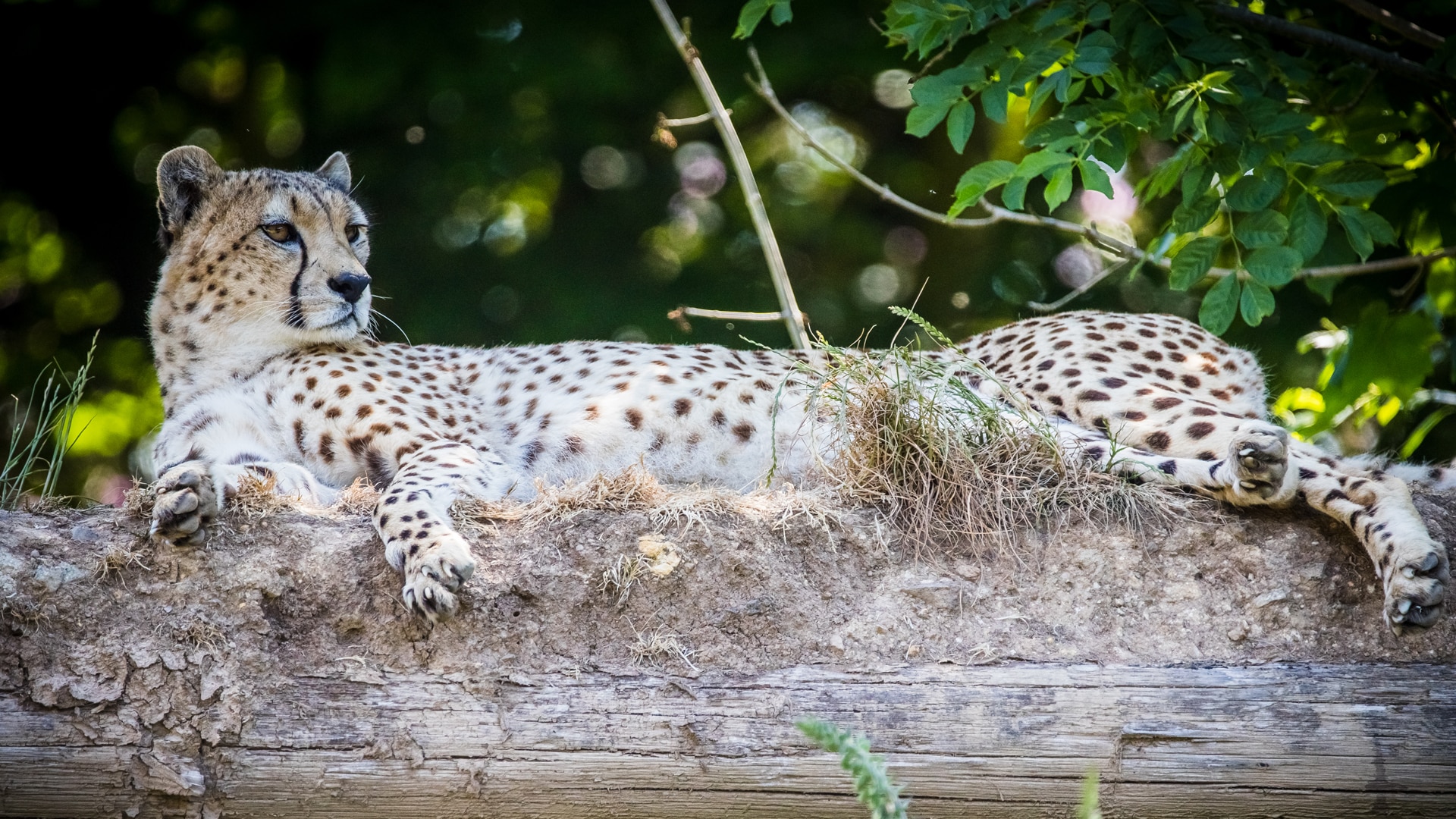 dartmoor zoo still open