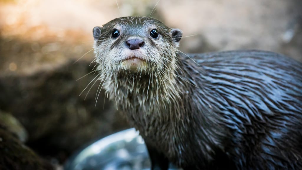 Biodiversity report Dartmoor Zoo