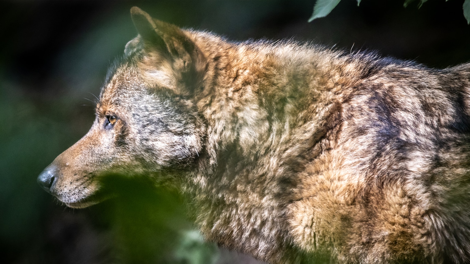 About us Dartmoor Zoo