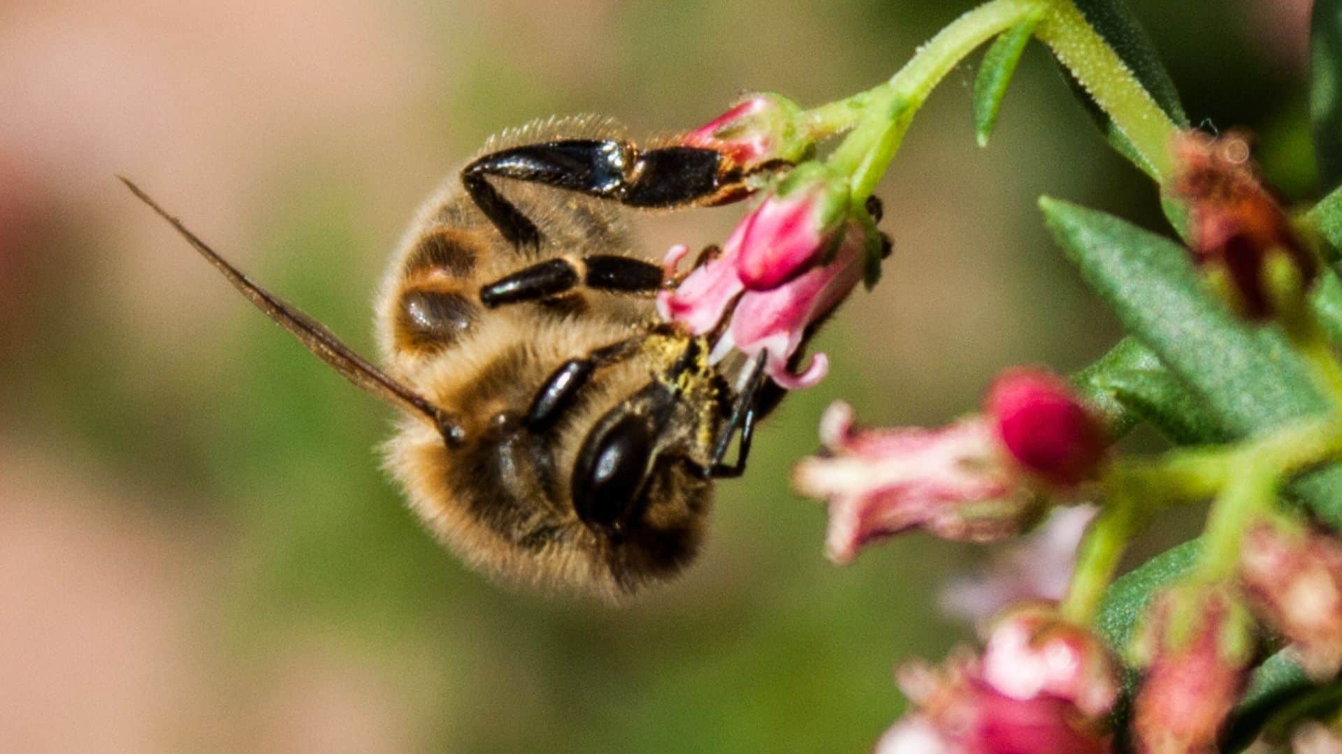 Bee