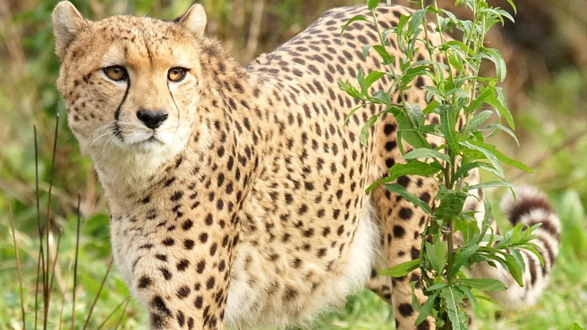 Cheetah Conservation