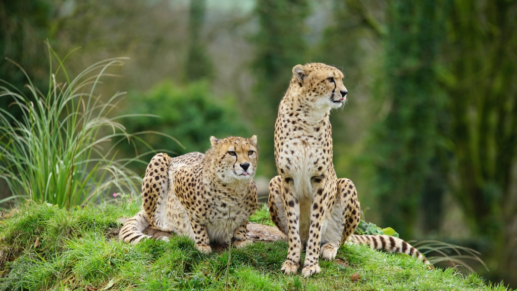 Dartmoor Zoological Society