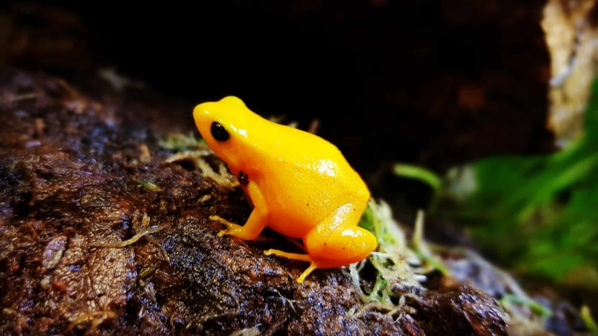 Golden Mantella