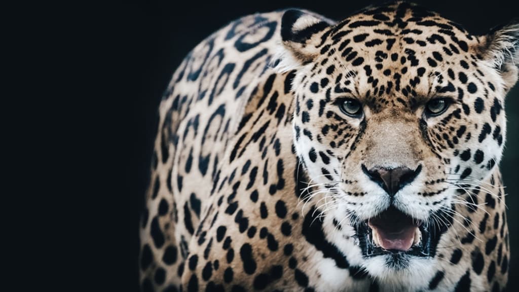 Dartmoor Zoological Society