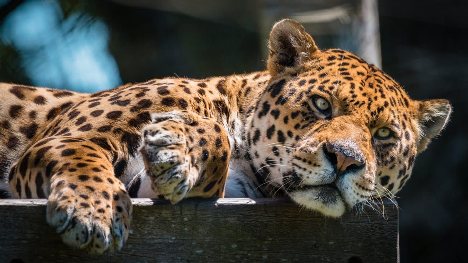 Events calendar Dartmoor Zoo