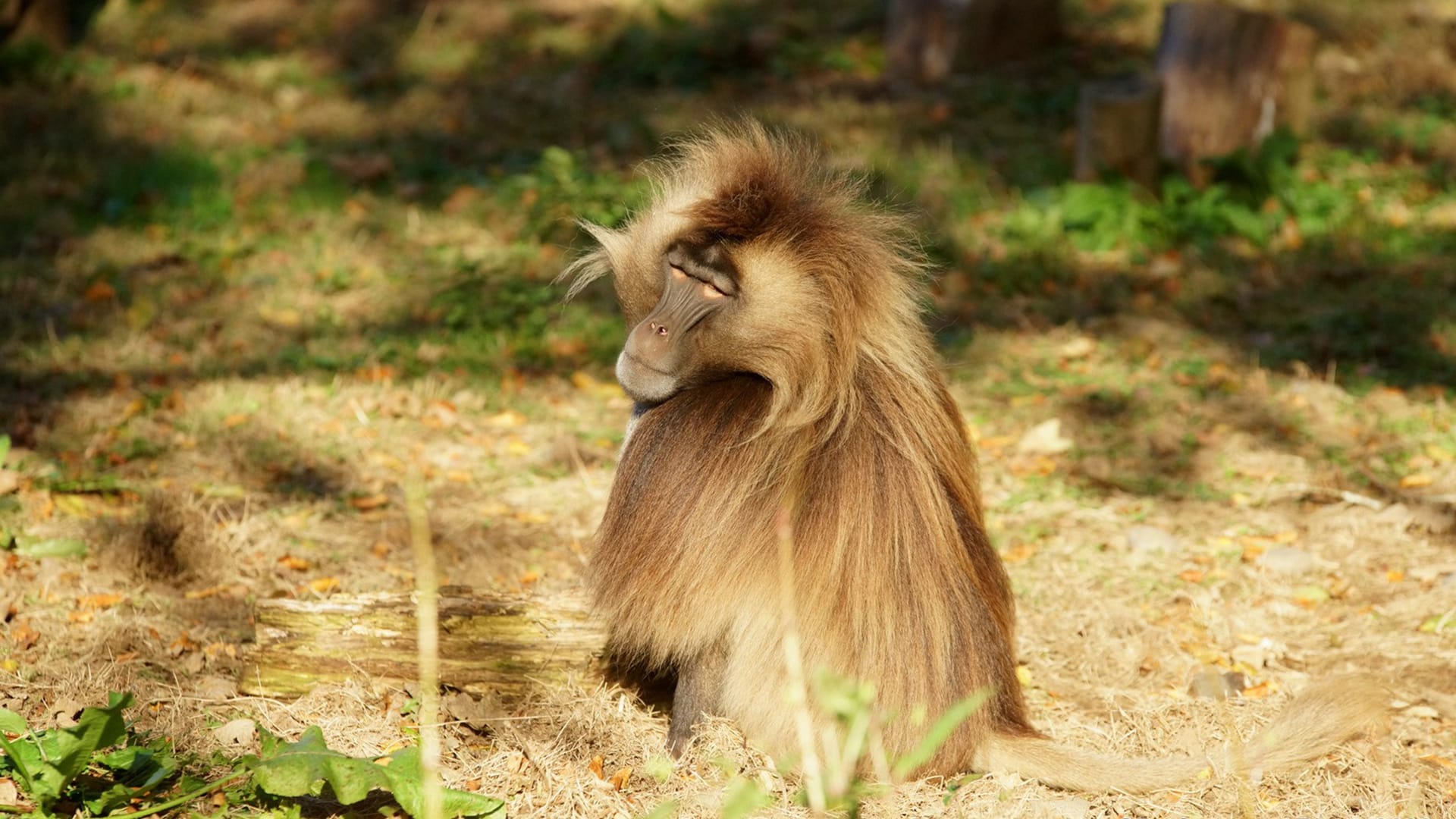 Gelada