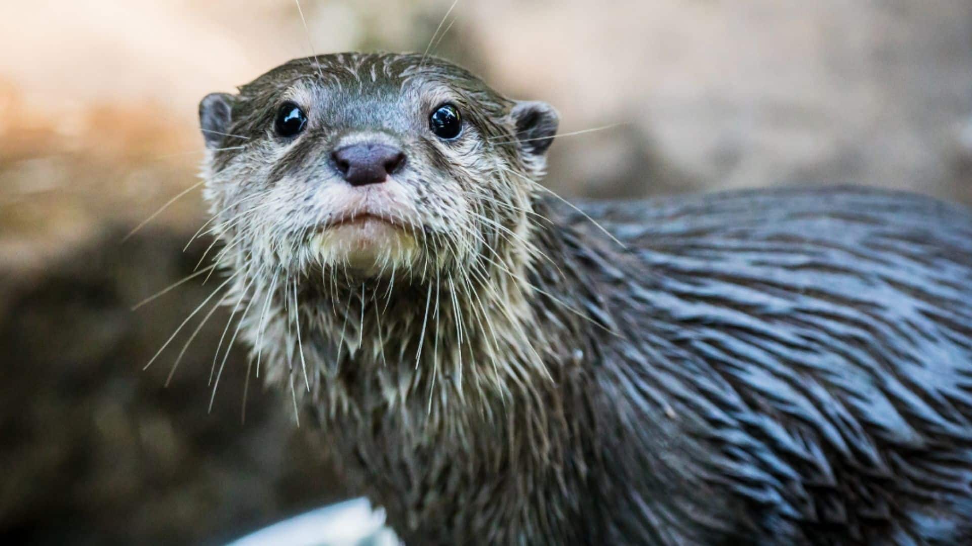 Celebrate all things otter!