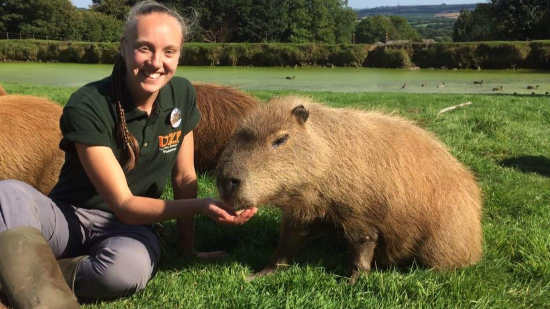 Volunteer - Dartmoor Zoo