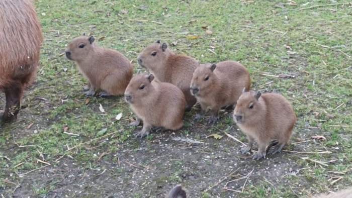 Capybara babies born at Dartmoor Zoo - Dartmoor Zoo