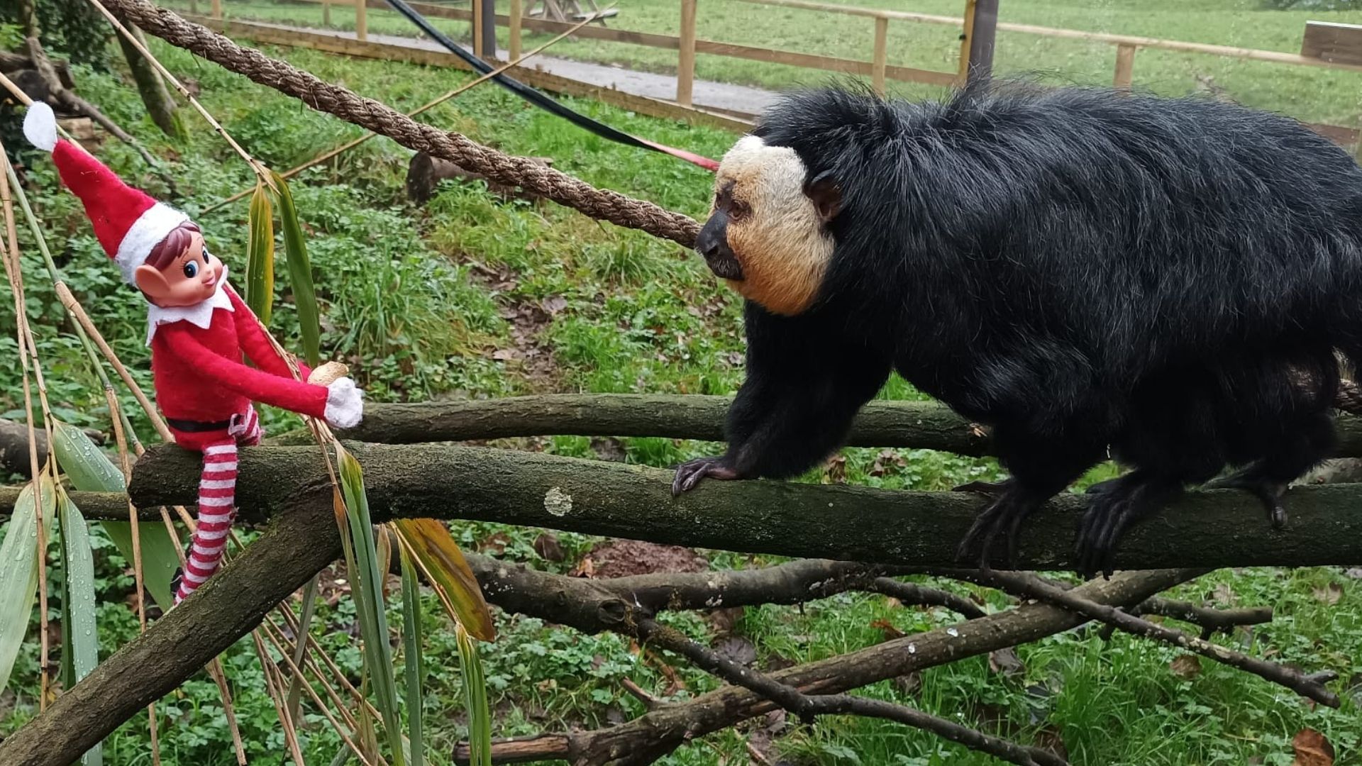 Send a Christmas gift to your favourite animal! - Dartmoor Zoo