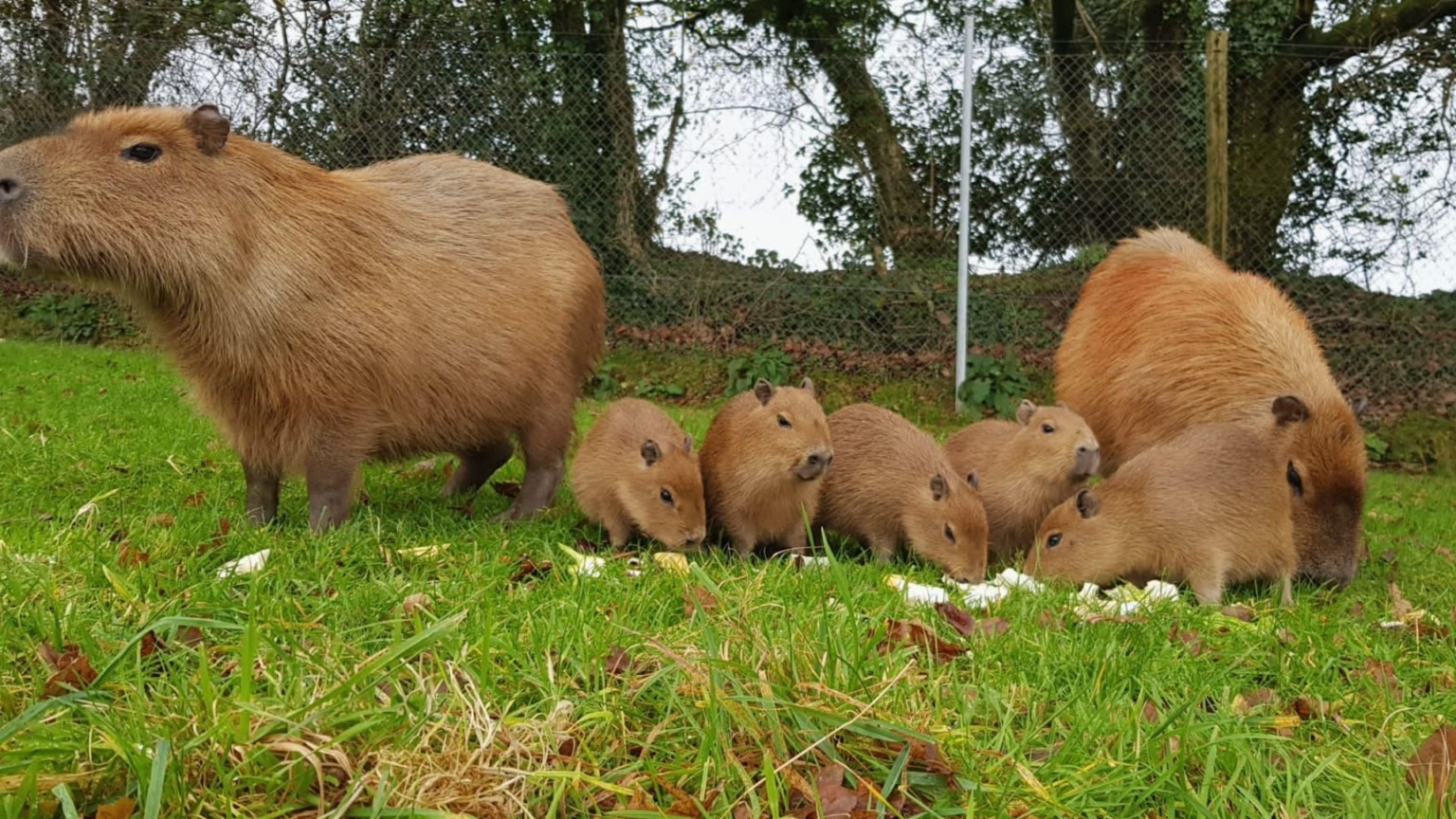 Our capybara babies have been named! Dartmoor Zoo