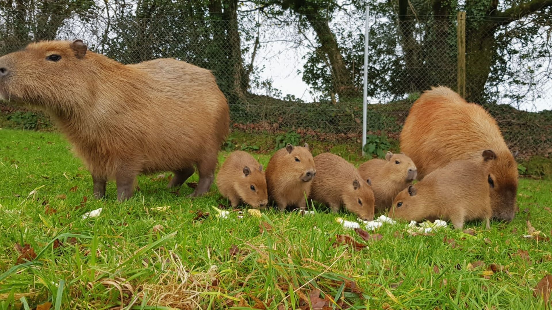 Our capybara babies have been named! 