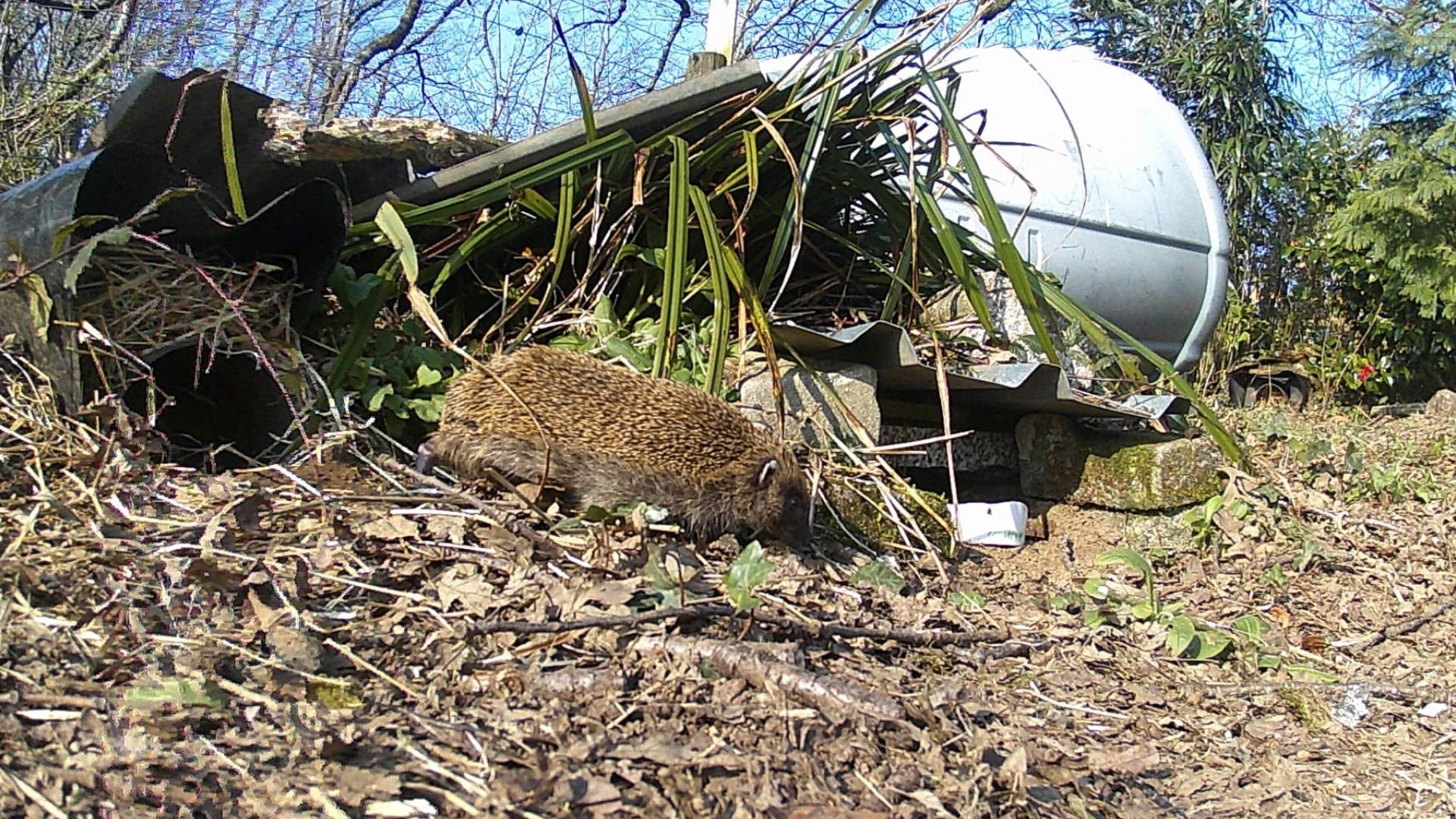 Our first rehabilitated hedgehog has been released back into the wild!