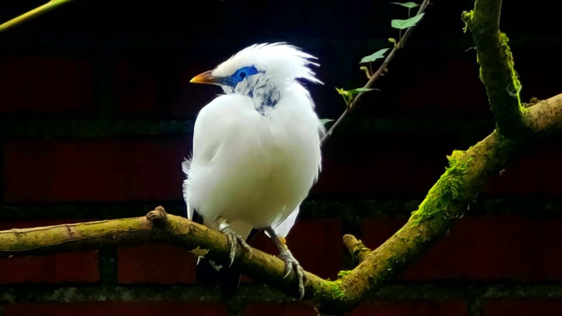 Dartmoor Zoo welcomes THREE new bird species!