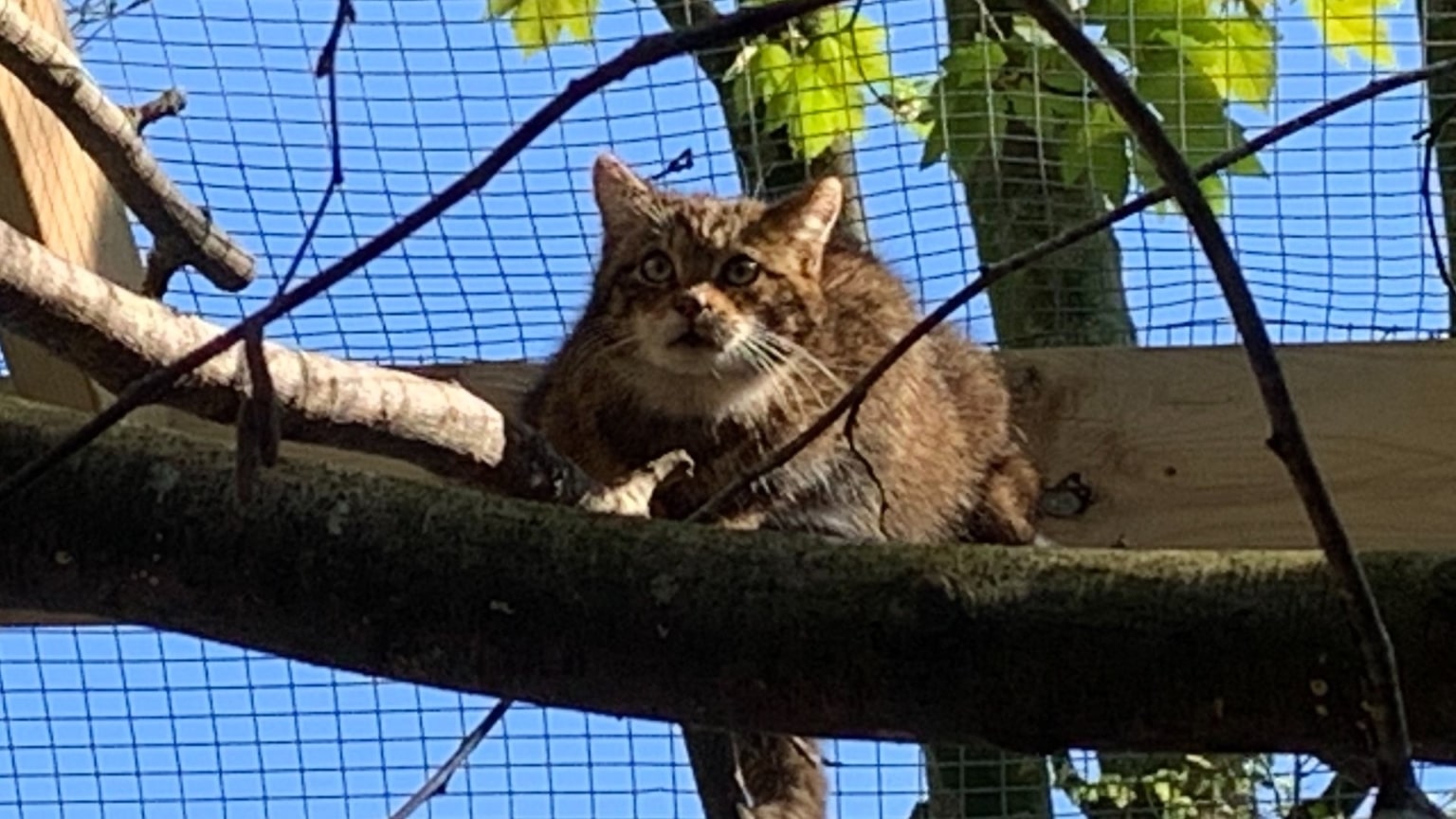 Scottish wildcats arrive at Dartmoor Zoo Dartmoor Zoo