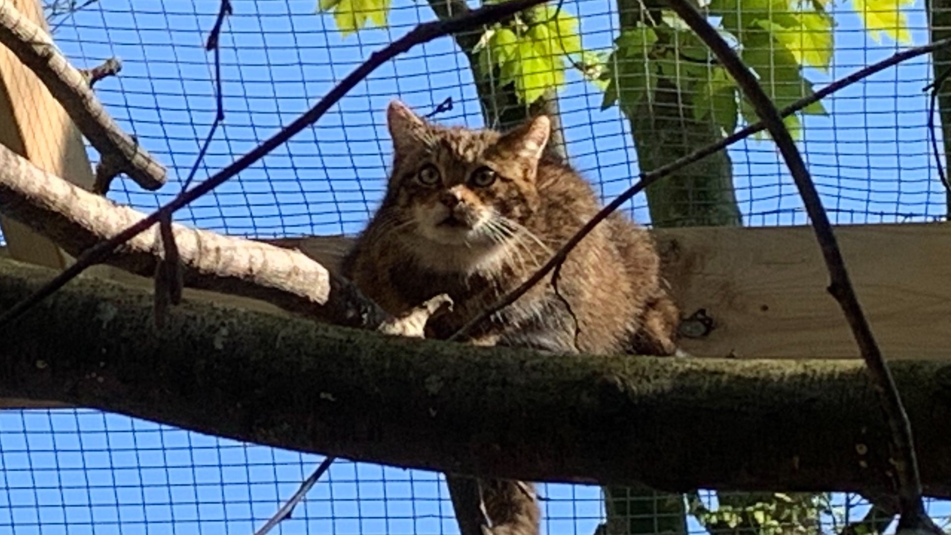 Scottish wildcats arrive at Dartmoor Zoo
