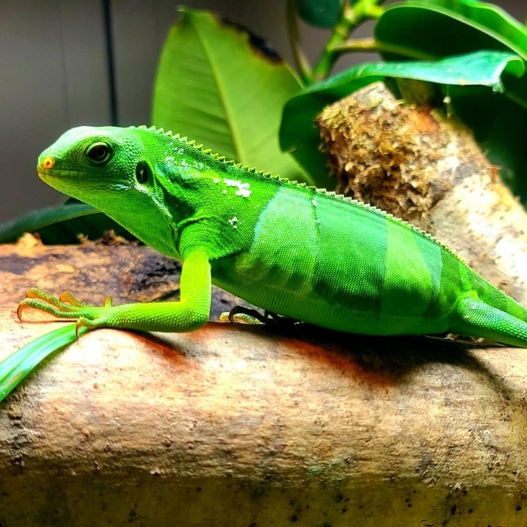 Lau Banded Iguana Dartmoor Zoo