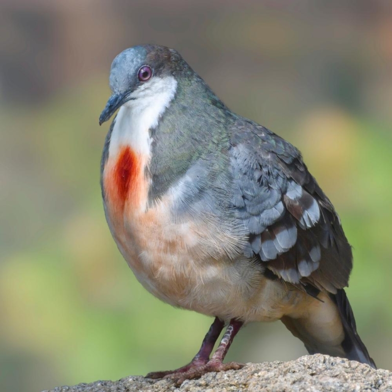 Luzon bleedingheart doves Dartmoor Zoo