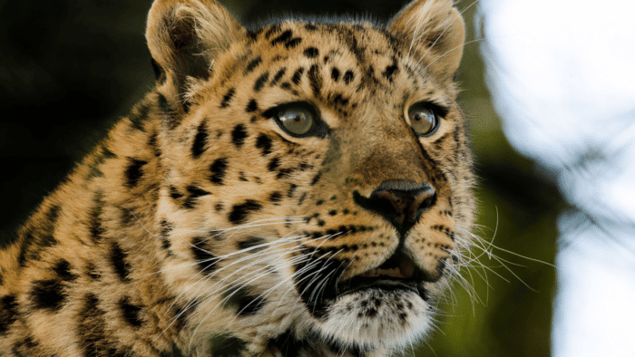 We need your help protecting Amur Leopards - Dartmoor Zoo