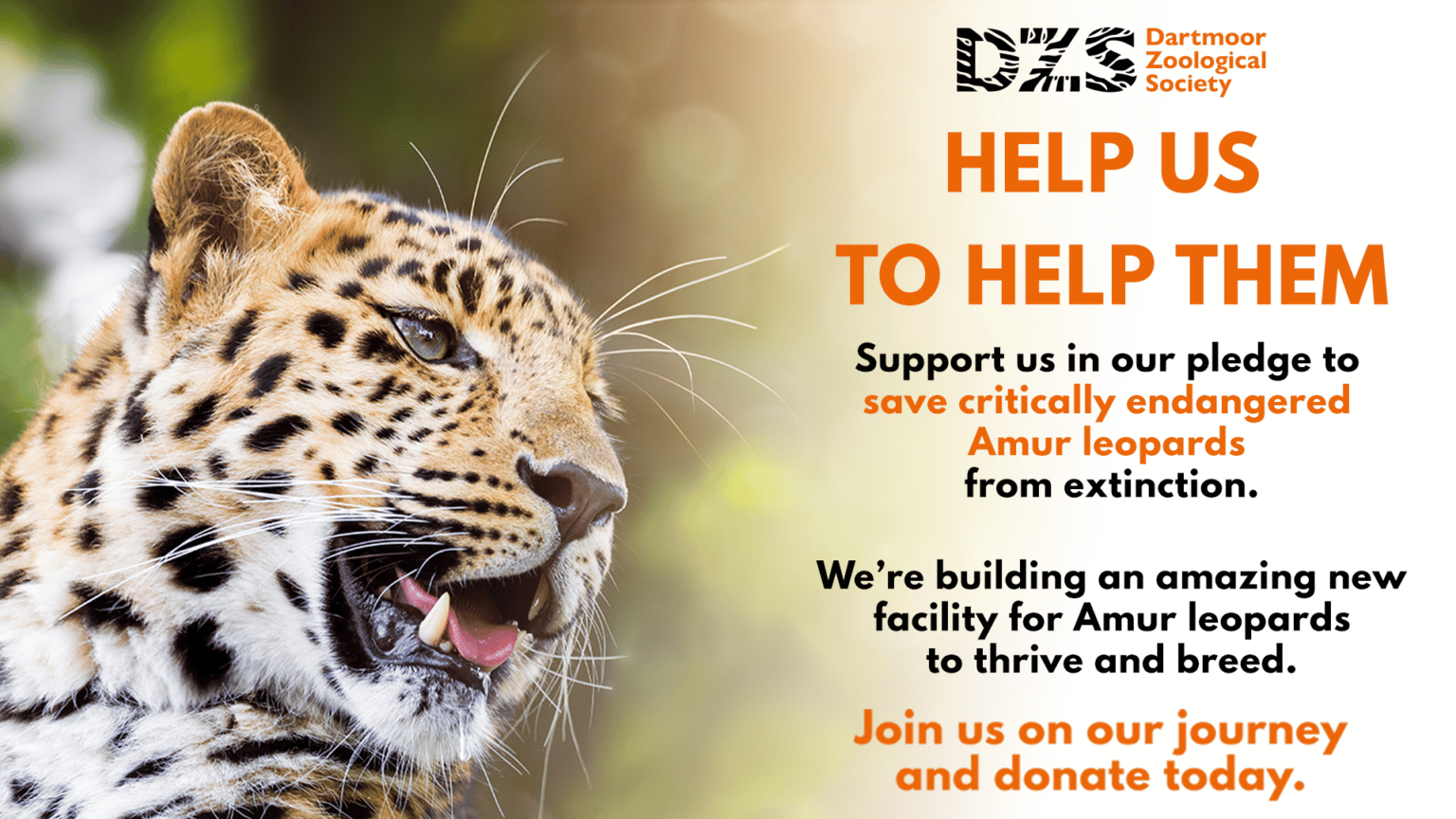 We need your help protecting Amur Leopards - Dartmoor Zoo
