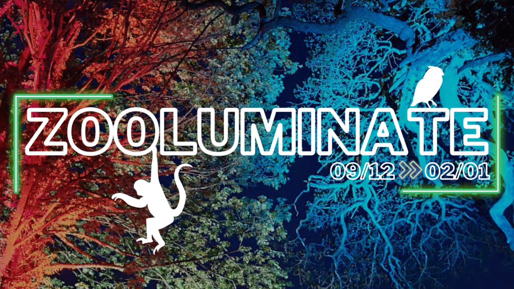 This Christmas, experience Dartmoor Zoo in a way you've never seen us