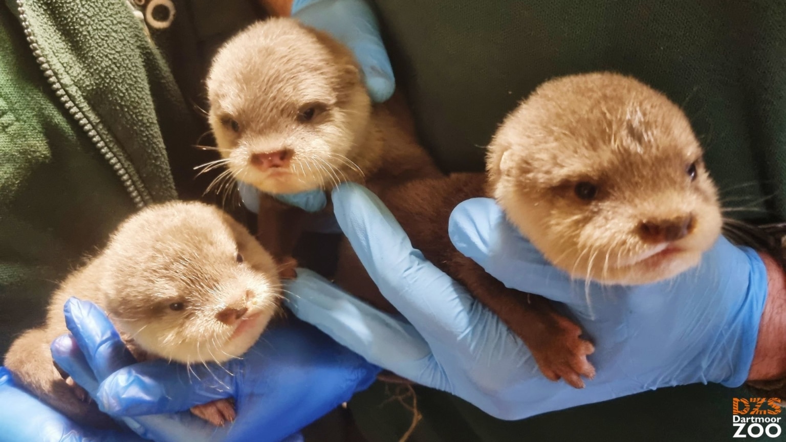 Asian shortclawed otter pups born at Dartmoor Zoo Dartmoor Zoo
