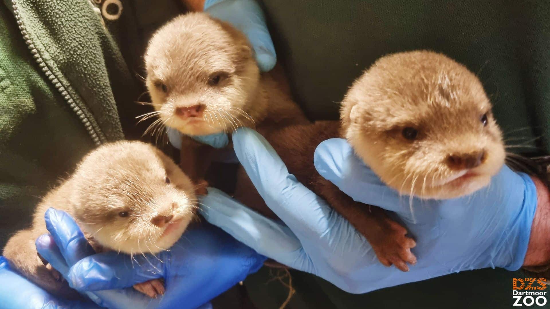 Asian short-clawed otter pups born at Dartmoor Zoo