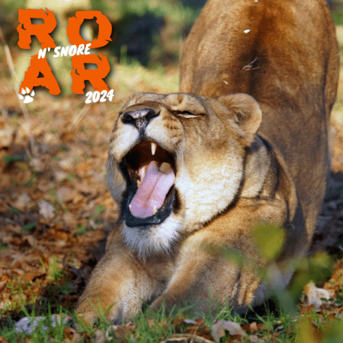 Roar n' Snore Dartmoor Zoo